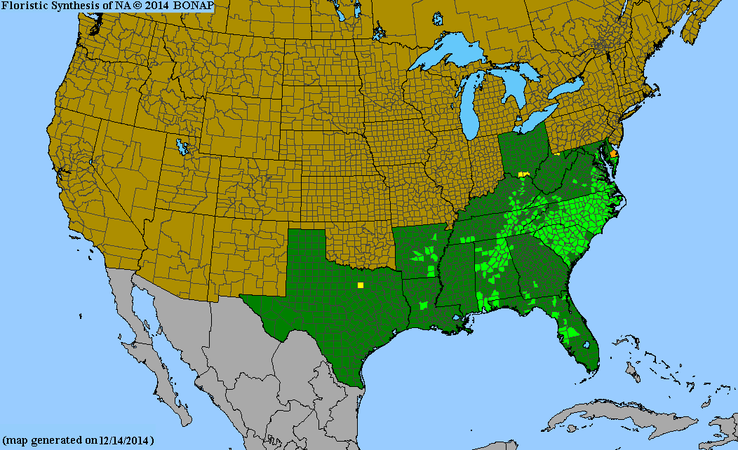 County distribution map of Pityopsis graminifolia var. latifolia - Narrow-Leaf Silk-Grass